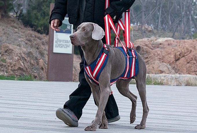 Supportive Leash Harness for Elderly Dogs